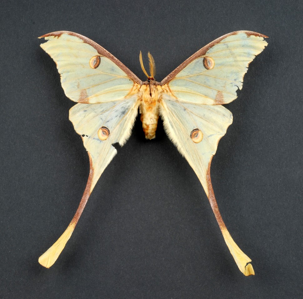 Actias Truncatipennis