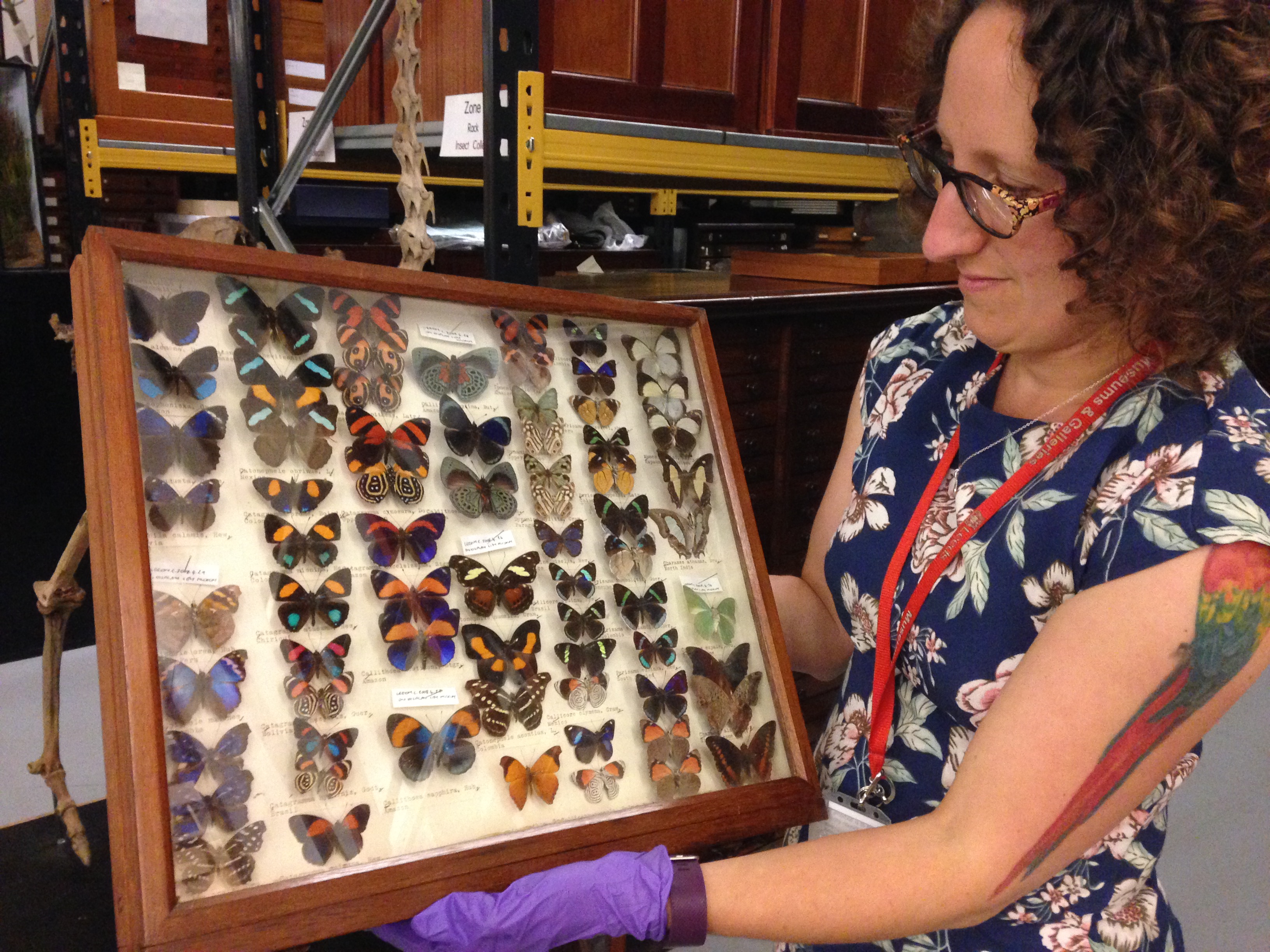 A curator holds a frame full of different butterfly specimens