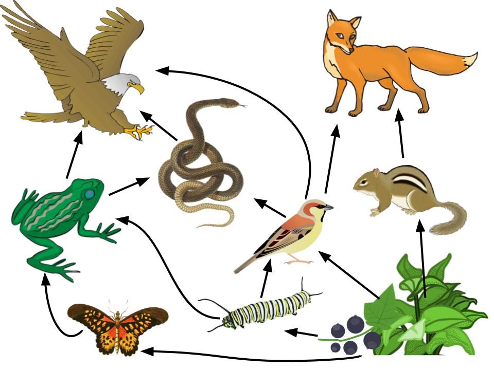 Illustration with various animals showing the connections between them (what is eaten by whom)