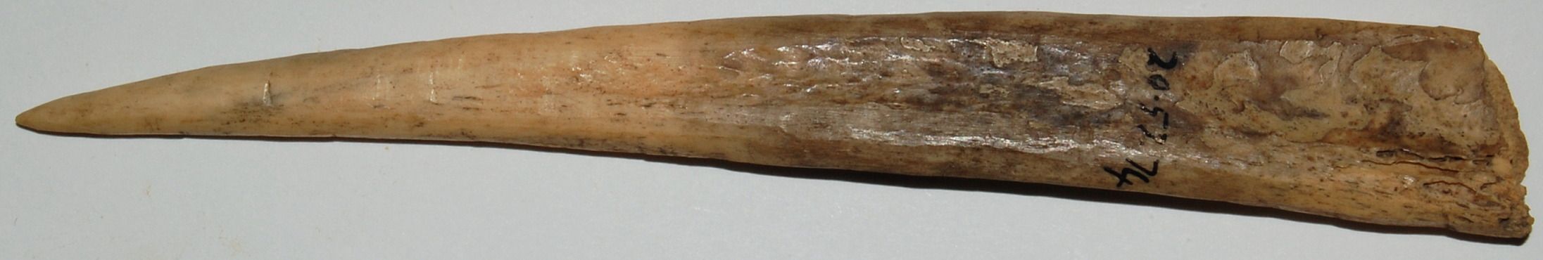 An aged, smooth, elongated bone tool with a pointed tip and rough texture, marked with numbers.