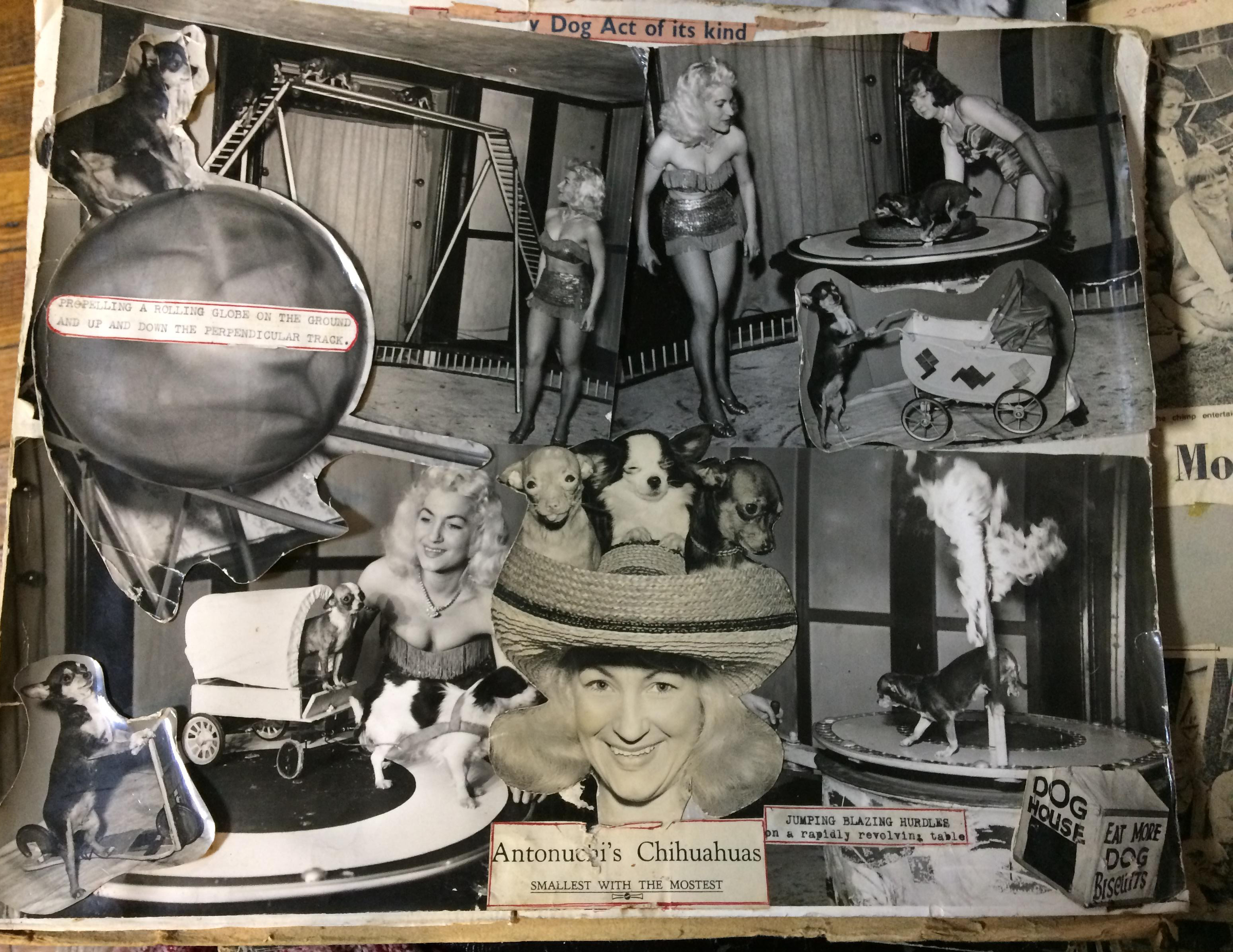 A montage of photos showing Olga and her chihuahuas doing tricks such as jumping through a flaming hoop, sitting in the hat Olga is wearing and pushing a pram on their hind legs.