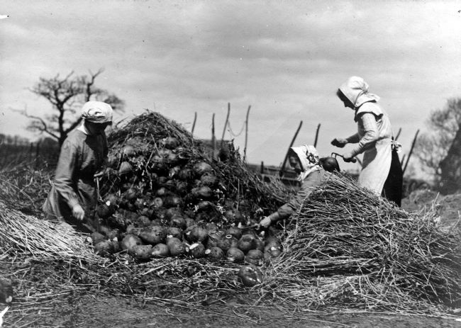 First World War Land Girls pictured cleaning a pile of mangels