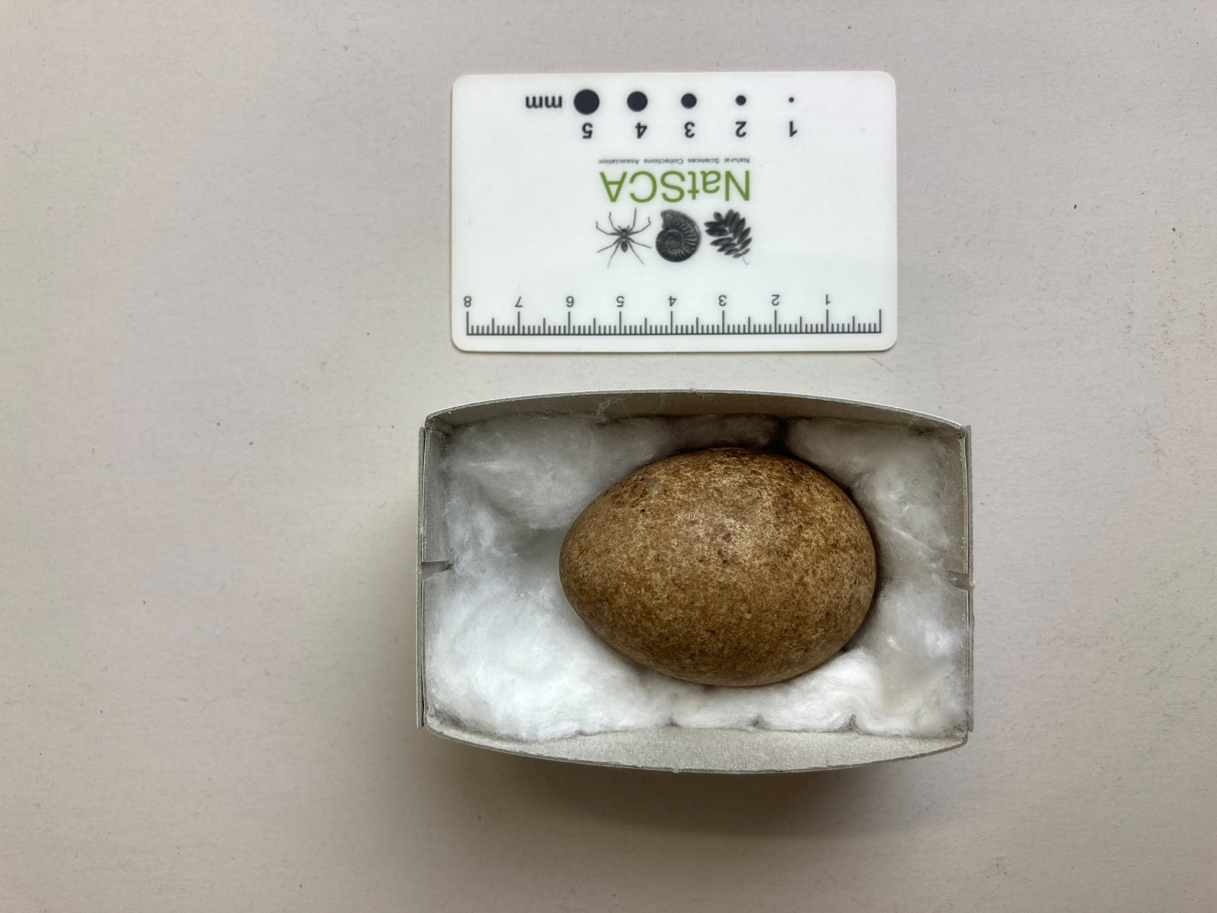 Colour photograph showing a medium sized brown speckled egg