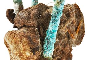 Close-up showing A preserved seagull heart, brown in colour, with pins sticking out of it.  The pins are corroded and a blue colour.