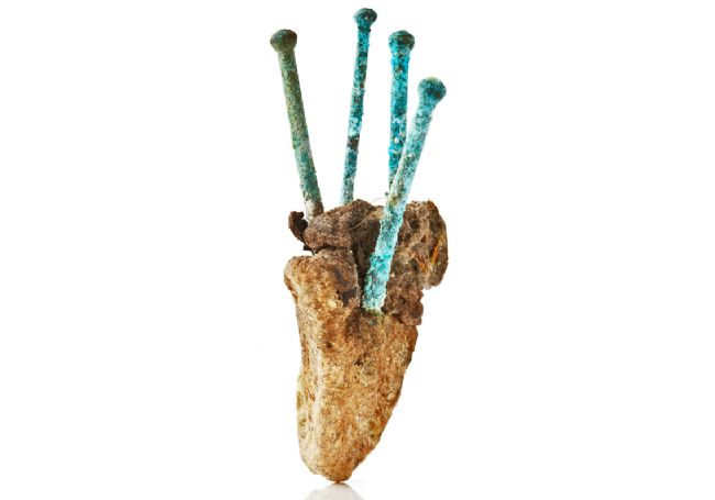 A preserved seagull heart, brown in colour, with four pins sticking out of it.  The pins are corroded and a blue colour.