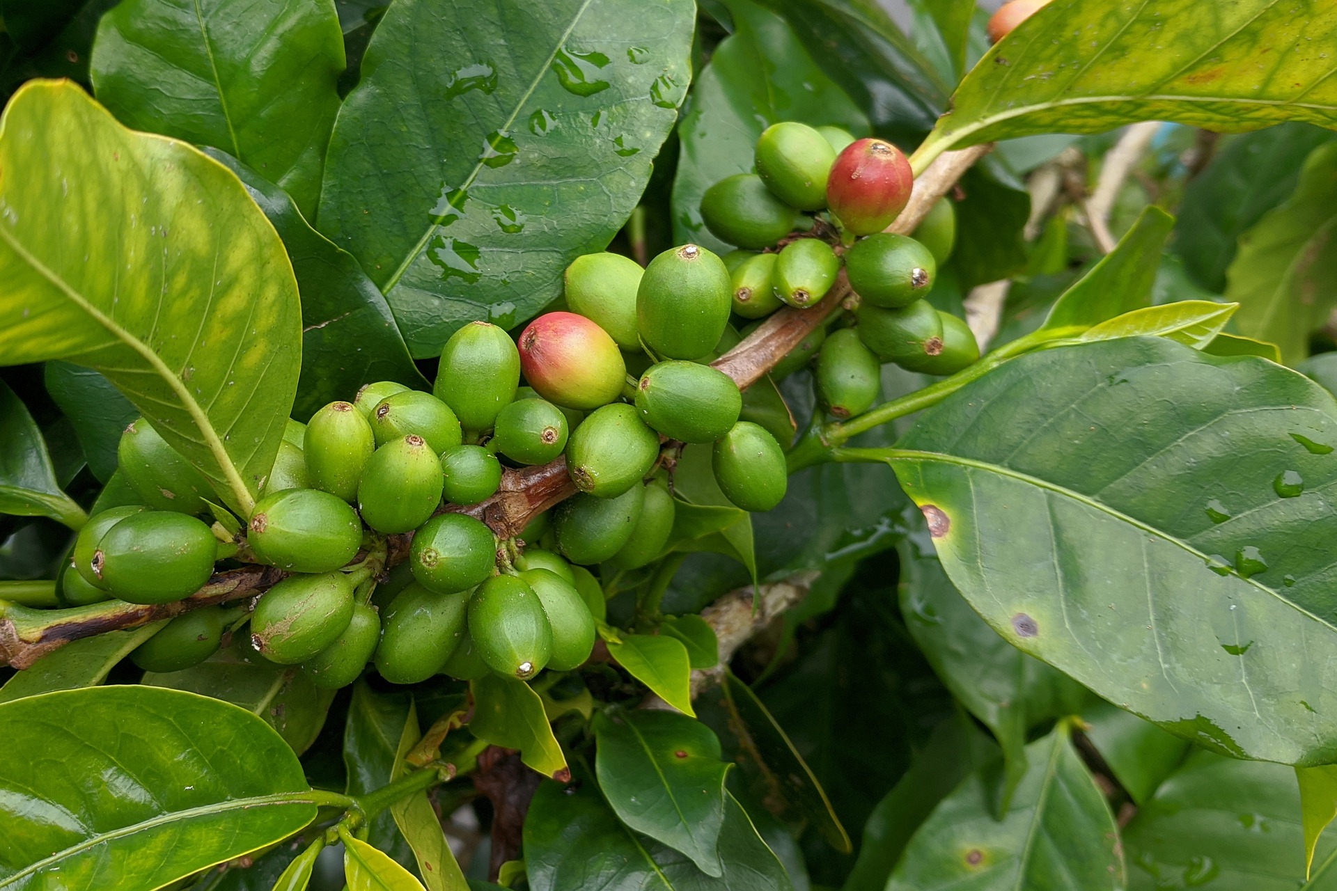 Colour photograph of part of a coffee plant showing the green leaves and beans. Two of the beans are starting to turn a red colour
